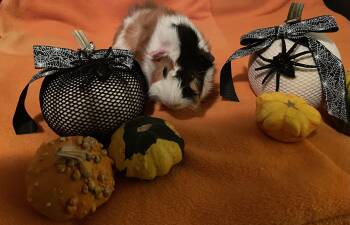 Rescue Abyssinian Guinea Pigs for Adoption - Daniel | PetCurious